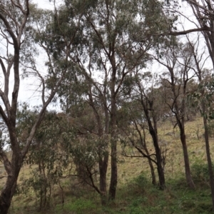 Eucalyptus dives at Carwoola, NSW - suppressed