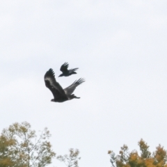 Aquila audax (Wedge-tailed Eagle) at Palarang, NSW - 27 Sep 2023 by AlisonMilton