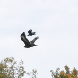 Aquila audax (Wedge-tailed Eagle) at Palarang, NSW by AlisonMilton