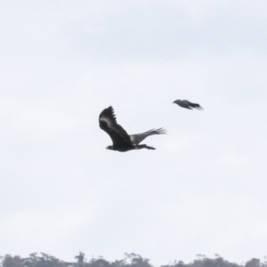Aquila audax at Palarang, NSW - 27 Sep 2023