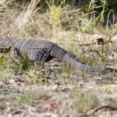 Varanus varius (Lace Monitor) at Bungonia, NSW - 30 Sep 2023 by KorinneM