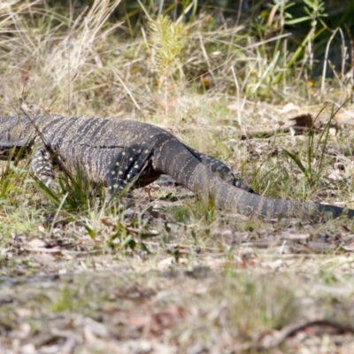 Varanus varius (Lace Monitor) at Bungonia, NSW - 1 Oct 2023 by KorinneM