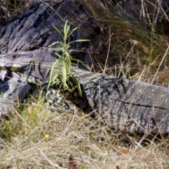 Varanus varius at Bungonia, NSW - 1 Oct 2023