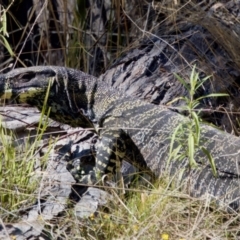 Varanus varius at Bungonia, NSW - 1 Oct 2023