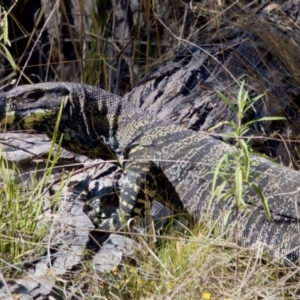 Varanus varius at Bungonia, NSW - 1 Oct 2023