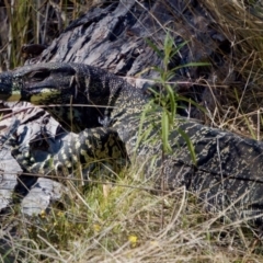 Varanus varius at Bungonia, NSW - 1 Oct 2023