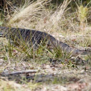 Varanus varius at Bungonia, NSW - 1 Oct 2023