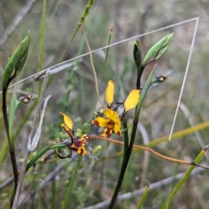 Diuris semilunulata at Stromlo, ACT - 3 Oct 2023