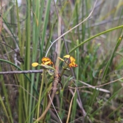 Diuris semilunulata at Stromlo, ACT - 3 Oct 2023