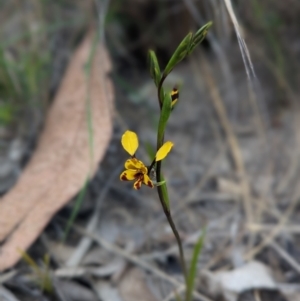 Diuris semilunulata at Stromlo, ACT - 3 Oct 2023