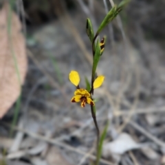 Diuris semilunulata at Stromlo, ACT - 3 Oct 2023