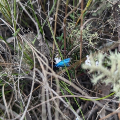 Pollanisus (genus) (A Forester Moth) at Stromlo, ACT - 3 Oct 2023 by Rebeccajgee