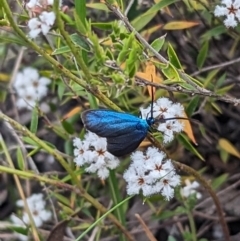 Pollanisus (genus) at Stromlo, ACT - 3 Oct 2023 04:57 PM