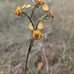 Diuris chryseopsis at suppressed by Rebeccajgee