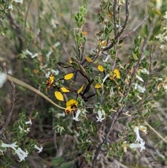 Diuris semilunulata (Late Leopard Orchid) at Denman Prospect, ACT - 4 Oct 2023 by Rebeccajgee