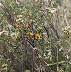 Diuris semilunulata at Denman Prospect, ACT - suppressed