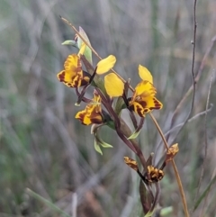 Diuris semilunulata (Late Leopard Orchid) at Stromlo, ACT - 3 Oct 2023 by Rebeccajgee