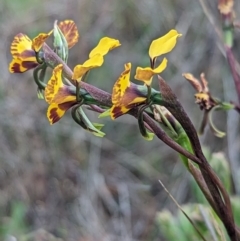 Diuris semilunulata at Stromlo, ACT - 3 Oct 2023