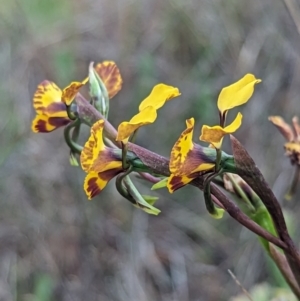 Diuris semilunulata at Stromlo, ACT - suppressed