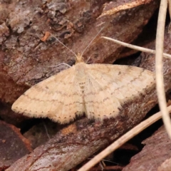 Scopula rubraria (Reddish Wave, Plantain Moth) at Acton, ACT - 3 Oct 2023 by ConBoekel