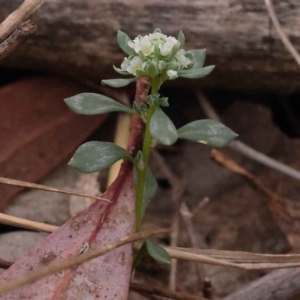 Poranthera microphylla at Acton, ACT - 3 Oct 2023