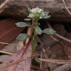 Unidentified Other Wildflower or Herb at Acton, ACT - 2 Oct 2023 by ConBoekel