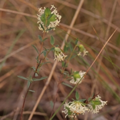 Pimelea linifolia subsp. linifolia (Queen of the Bush, Slender Rice-flower) at Acton, ACT - 3 Oct 2023 by ConBoekel