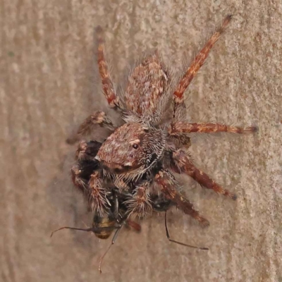 Servaea incana (Hoary Servaea) at Acton, ACT - 2 Oct 2023 by ConBoekel