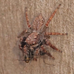 Unidentified Jumping or peacock spider (Salticidae) at Acton, ACT - 2 Oct 2023 by ConBoekel