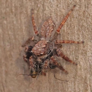 Unidentified Jumping or peacock spider (Salticidae) at suppressed by ConBoekel