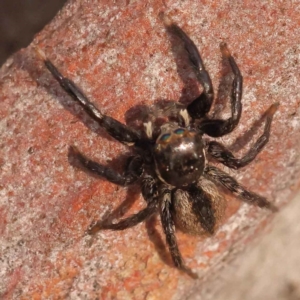 Jotus sp. (genus) at Acton, ACT - 3 Oct 2023 08:42 AM