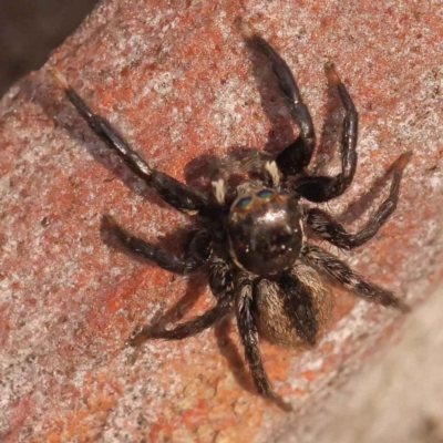 Jotus sp. (genus) (Unidentified Jotus Jumping Spider) at Caladenia Forest, O'Connor - 2 Oct 2023 by ConBoekel