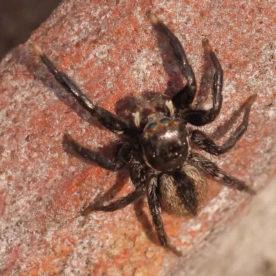 Jotus sp. (genus) (Unidentified Jotus Jumping Spider) at Acton, ACT - 3 Oct 2023 by ConBoekel