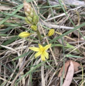 Bulbine sp. at Bruce, ACT - 3 Oct 2023