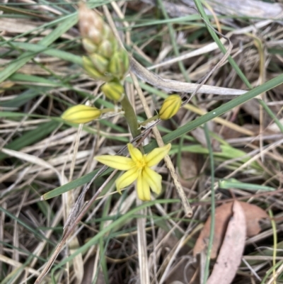 Bulbine sp. at Flea Bog Flat, Bruce - 3 Oct 2023 by lyndallh