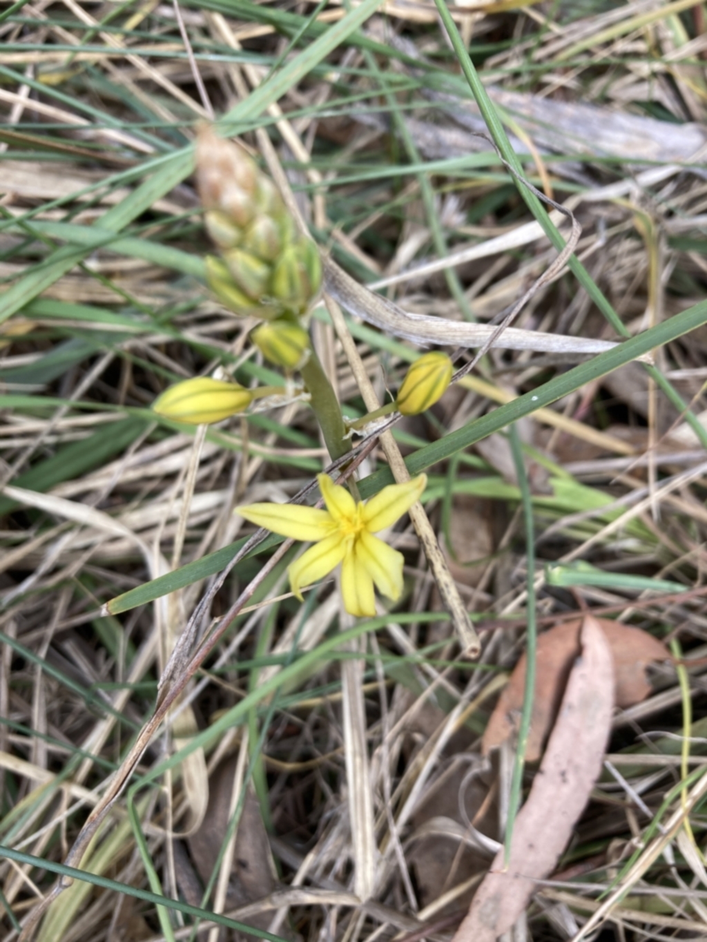 Bulbine sp. at Bruce, ACT - 3 Oct 2023