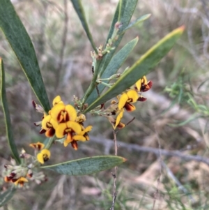 Daviesia mimosoides subsp. mimosoides at Bruce, ACT - 3 Oct 2023