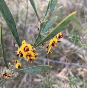 Daviesia mimosoides subsp. mimosoides at suppressed by lyndallh