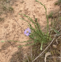 Vittadinia cuneata var. cuneata (Fuzzy New Holland Daisy) at Belconnen, ACT - 3 Oct 2023 by lyndallh