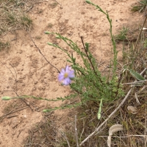 Vittadinia cuneata var. cuneata at Belconnen, ACT - 3 Oct 2023