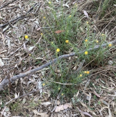 Xerochrysum viscosum (Sticky Everlasting) at Mount Painter - 3 Oct 2023 by lyndallh