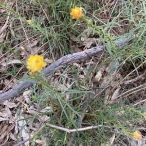 Xerochrysum viscosum at Belconnen, ACT - 3 Oct 2023