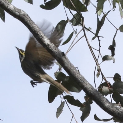 Caligavis chrysops (Yellow-faced Honeyeater) at Bungarby, NSW - 27 Sep 2023 by AlisonMilton
