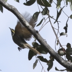 Caligavis chrysops (Yellow-faced Honeyeater) at Bungarby, NSW - 27 Sep 2023 by AlisonMilton