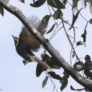 Caligavis chrysops (Yellow-faced Honeyeater) at Bungarby, NSW by AlisonMilton