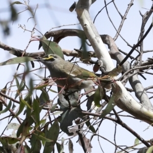 Caligavis chrysops at Bungarby, NSW - 27 Sep 2023