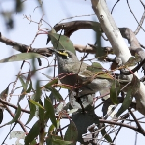 Caligavis chrysops at Bungarby, NSW - 27 Sep 2023 01:30 PM