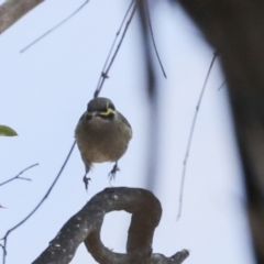 Caligavis chrysops at Bungarby, NSW - 27 Sep 2023 01:30 PM