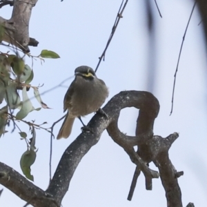 Caligavis chrysops at Bungarby, NSW - 27 Sep 2023