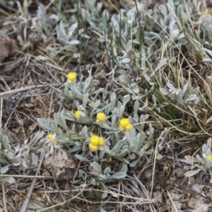 Chrysocephalum apiculatum at Palarang, NSW - 27 Sep 2023 11:18 AM